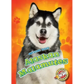 Alaskan Malamutes Alaskan Malamutes