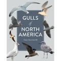 Gulls of North America