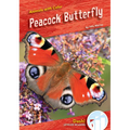 Peacock Butterfly