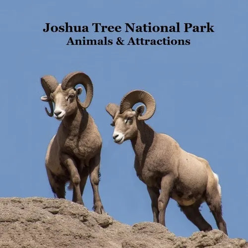Joshua Tree National Park Animals and Attractions Kids Book: Great Kids book about the Animals and Attractions in Joshua Tree National Park - Paperback