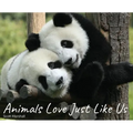 Animals Love Just Like Us