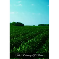 The Primacy Of Peter: From The Protestant And From The Catholic Point Of View