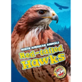 Red-Tailed Hawks