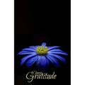 Choose Gratitude