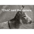 Click, Said the Camera