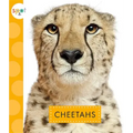 Cheetahs