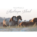 Natural Wonders of Assateague Island