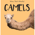 Camels