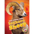 Bighorn Sheep