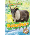 Reindeer