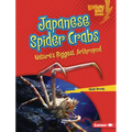 Japanese Spider Crabs: Nature's Biggest Arthropod