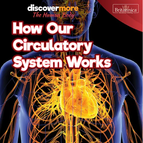 How Our Circulatory System Works