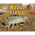 Beach Fleas and Other Tiny Sand Animals