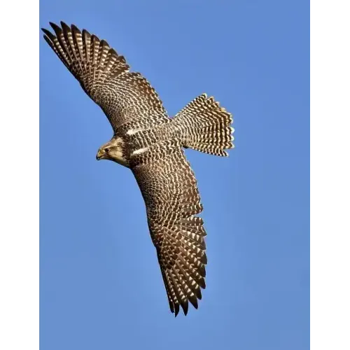 Falcon: Birds of Prey in the Genus Falco, Which Includes about 40 Species. Falcons Are Widely Distributed on All Continents of