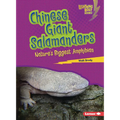 Chinese Giant Salamanders: Nature's Biggest Amphibian