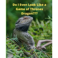 Do I Even Look Like a Game of Thrones Dragon: Paper and Pencil Games