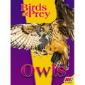Owls