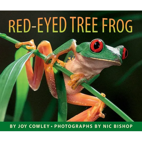 Red-Eyed Tree Frog