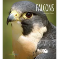 Falcons