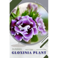 Gloxinia Plant: Plant Guide