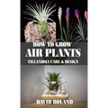 How to Grow Air Plants: Tillandsia Care and Design