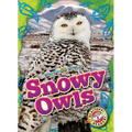 Snowy Owls