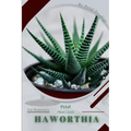 Haworthia: Prodigy Petal, Plant Guide