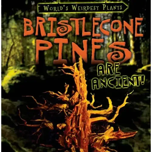 Bristlecone Pines Are Ancient!