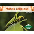 Mantis Religiosa (Praying Mantis)