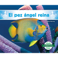 El Pez Ángel Reina (Queen Angelfish)