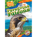 Peregrine Falcons