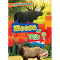 Moose or Elk?