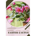 Easter Cactus: Plant Guide