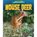 Mouse Deer
