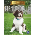 Bernedoodles