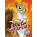 Red Squirrels