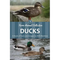 Ducks