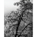 The Poetry of Being: Photographs and Haikus
