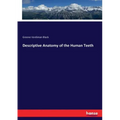 Descriptive Anatomy of the Human Teeth