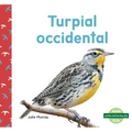 Turpial Occidental (Western Meadowlarks)