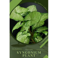 Syngonium Plant: Plant Guide