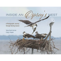 Inside an Osprey's Nest: A Photographic Journey Through Nesting Season