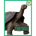 Tortoise
