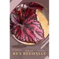 Rex Begonias: Plant Guide