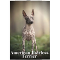 American Hairless Terrier: Dog breed overview and guide