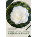 Camellia Plant: Plant Guide