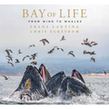 Bay of Life: From Wind to Whales