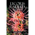 Lycoris Radiata: The Red Spider Lily