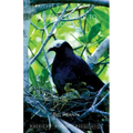A Birder's Guide to Florida