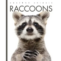 Raccoons